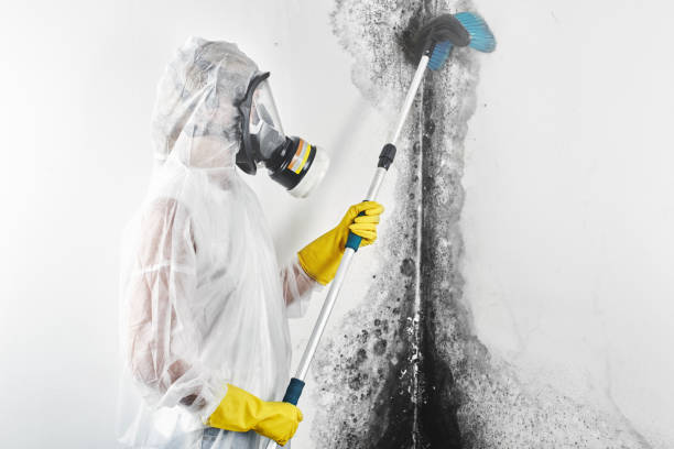 Best Mold Removal for HVAC Installations  in North Springfield, VA