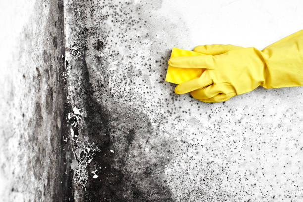 Best Mold Prevention Services  in North Springfield, VA