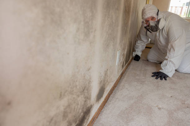 Best Attic Mold Removal  in North Springfield, VA